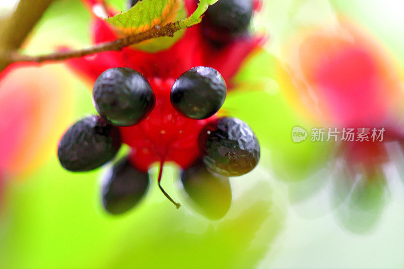 美丽植物的花/毛莨属